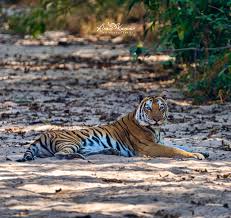Senior Chakradhara Female